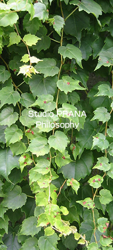 Studio PRANA Philosophy